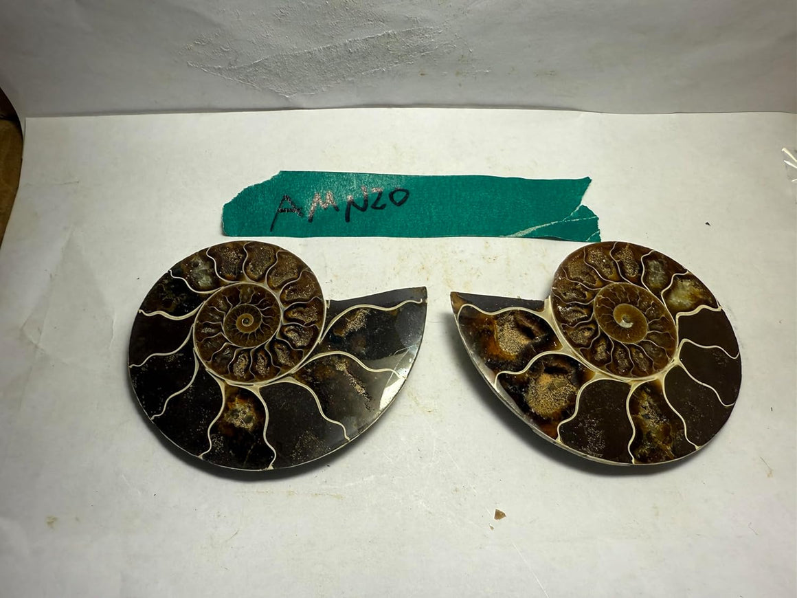 Ammonite Pair (AMN20) - Split & Polished - Madagascar - 3.25 Inches from DINOSAURS ROCK