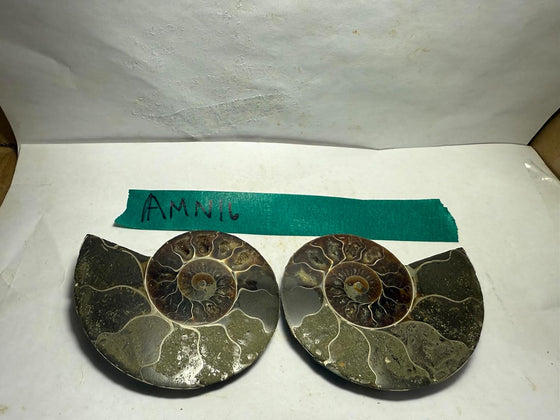 Ammonite Pair (AMN16) - Split & Polished - Madagascar - 3.5 Inches from DINOSAURS ROCK