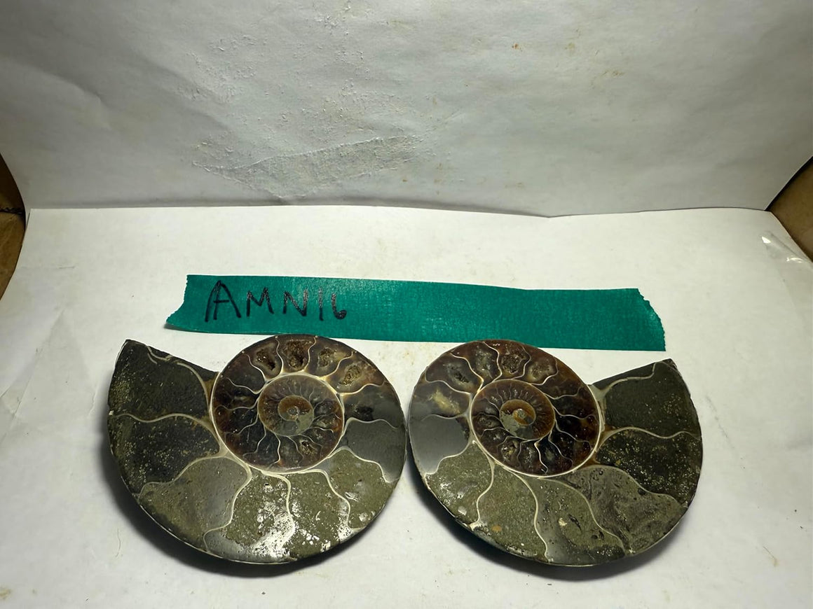 Ammonite Pair (AMN16) - Split & Polished - Madagascar - 3.5 Inches from DINOSAURS ROCK