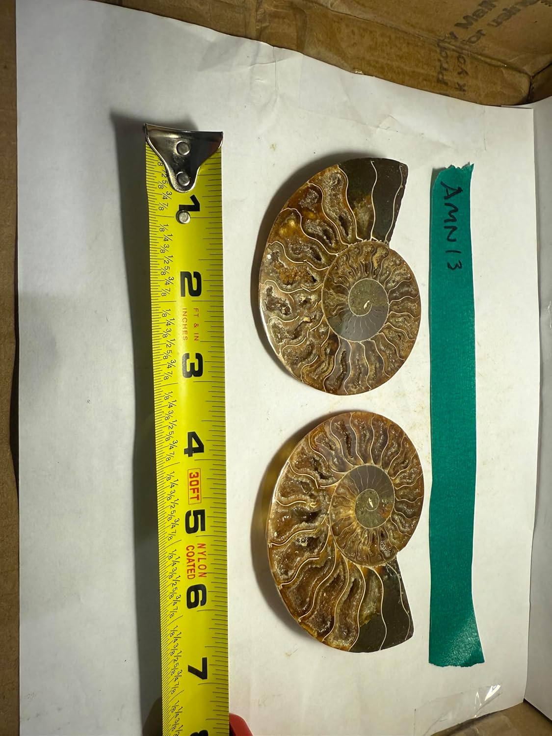 Ammonite Pair (AMN13) - Split & Polished - Madagascar - 3.75 Inches from DINOSAURS ROCK (Copy)