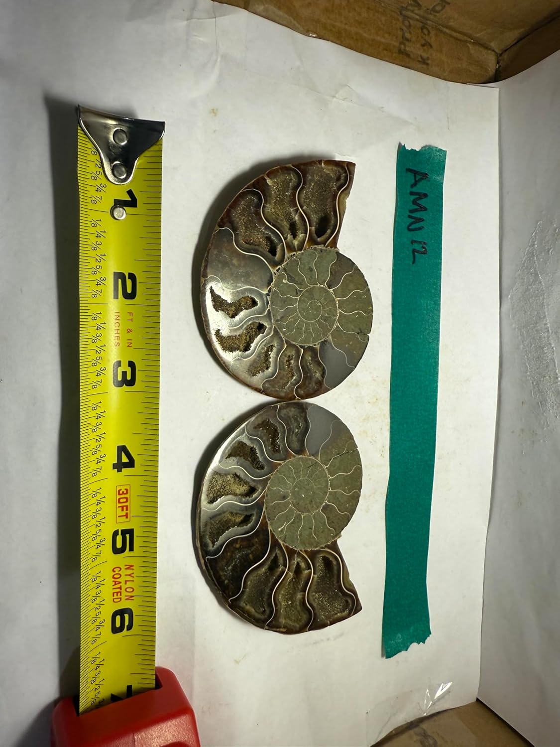 Ammonite Pair (AMN12) - Split & Polished - Madagascar - 4 Inches from DINOSAURS ROCK
