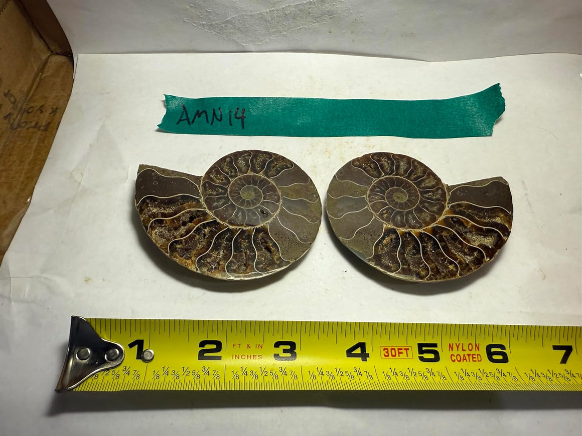 Ammonite Pair (AMN14) - Split & Polished - Madagascar - 3.25 Inches from DINOSAURS ROCK
