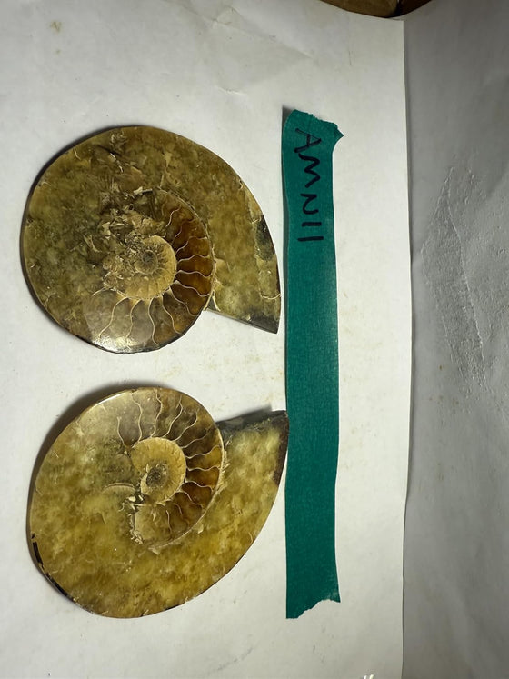 Ammonite Pair (AMN11) - Split & Polished - Madagascar - 4 Inches from DINOSAURS ROCK