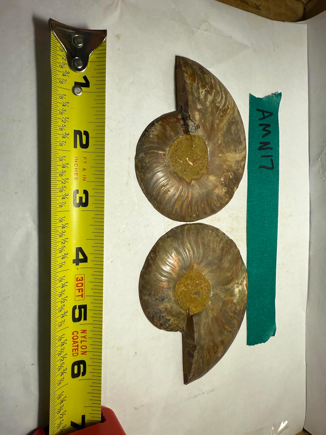 Ammonite Pair (AMN17) - Split & Polished - Madagascar - 3.5 Inches from DINOSAURS ROCK