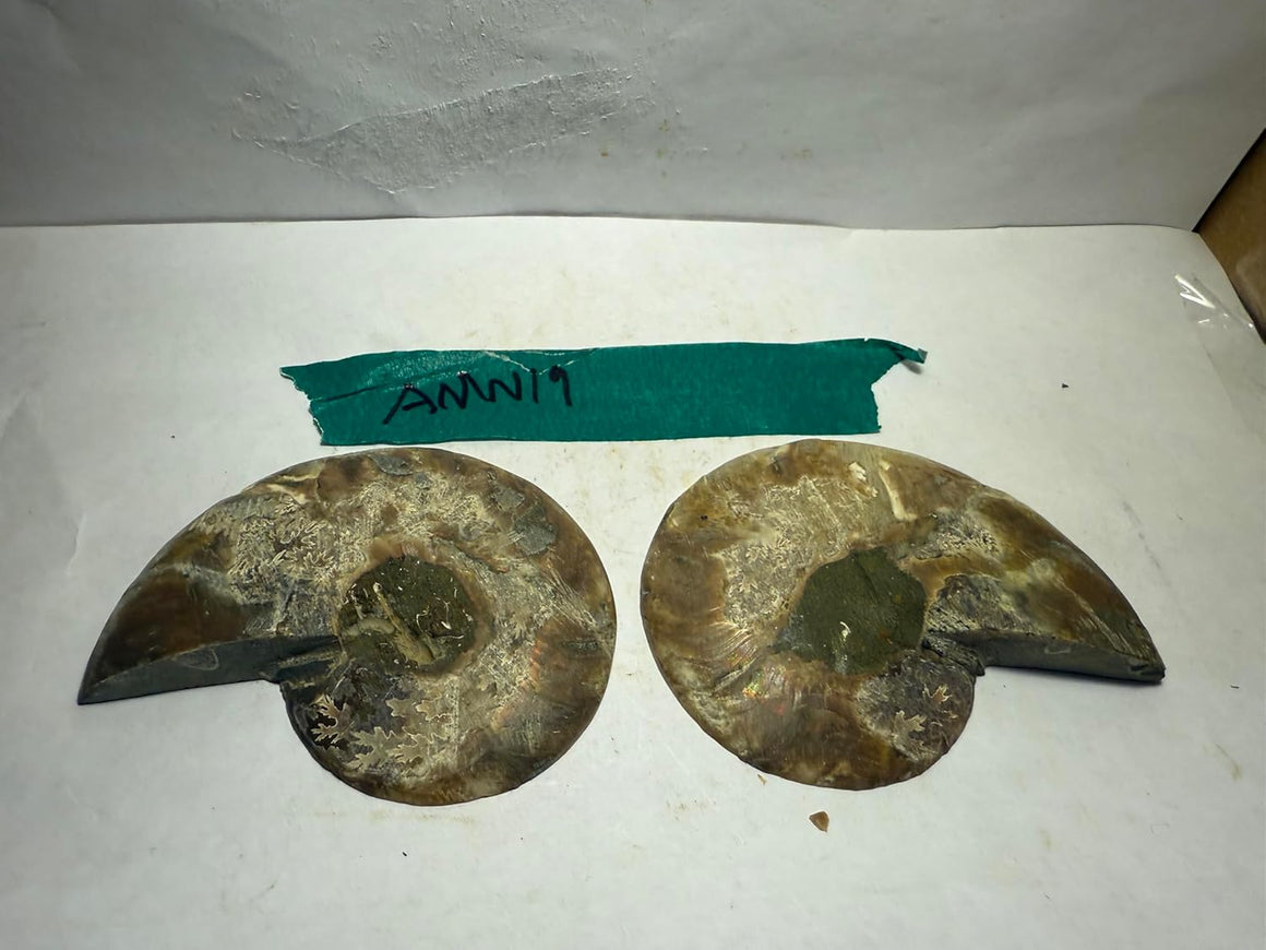 Ammonite Pair (AMN19) - Split & Polished - Madagascar - 3.25 Inches from DINOSAURS ROCK