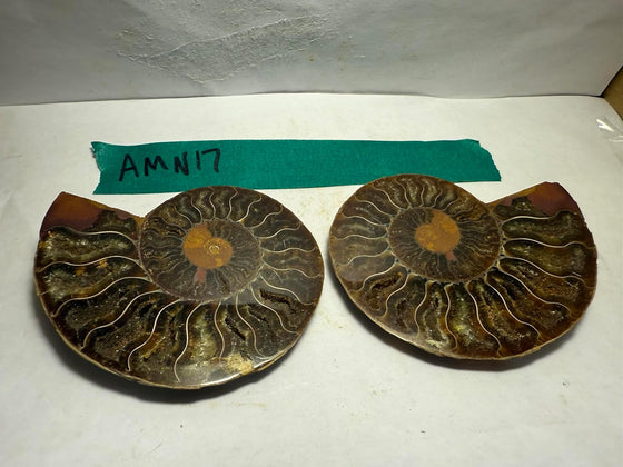 Ammonite Pair (AMN17) - Split & Polished - Madagascar - 3.5 Inches from DINOSAURS ROCK