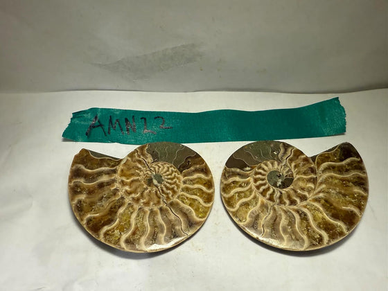 Ammonite Pair (AMN22) - Split & Polished - Madagascar - 3 Inches from DINOSAURS ROCK