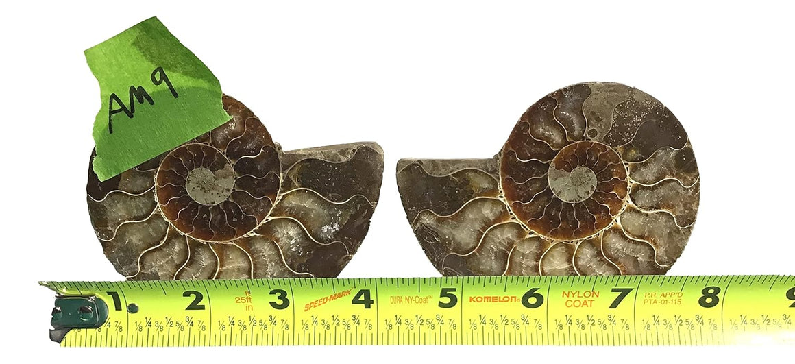 Ammonite Pair (AMN8) - Split & Polished - Madagascar - 3.5 Inches from DINOSAURS ROCK