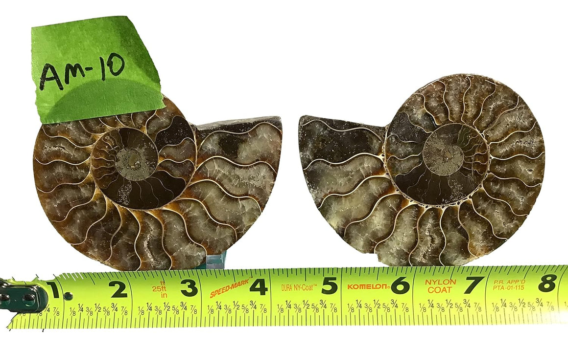 Ammonite Pair (AMN10) - Split & Polished - Madagascar - 4 Inches from DINOSAURS ROCK
