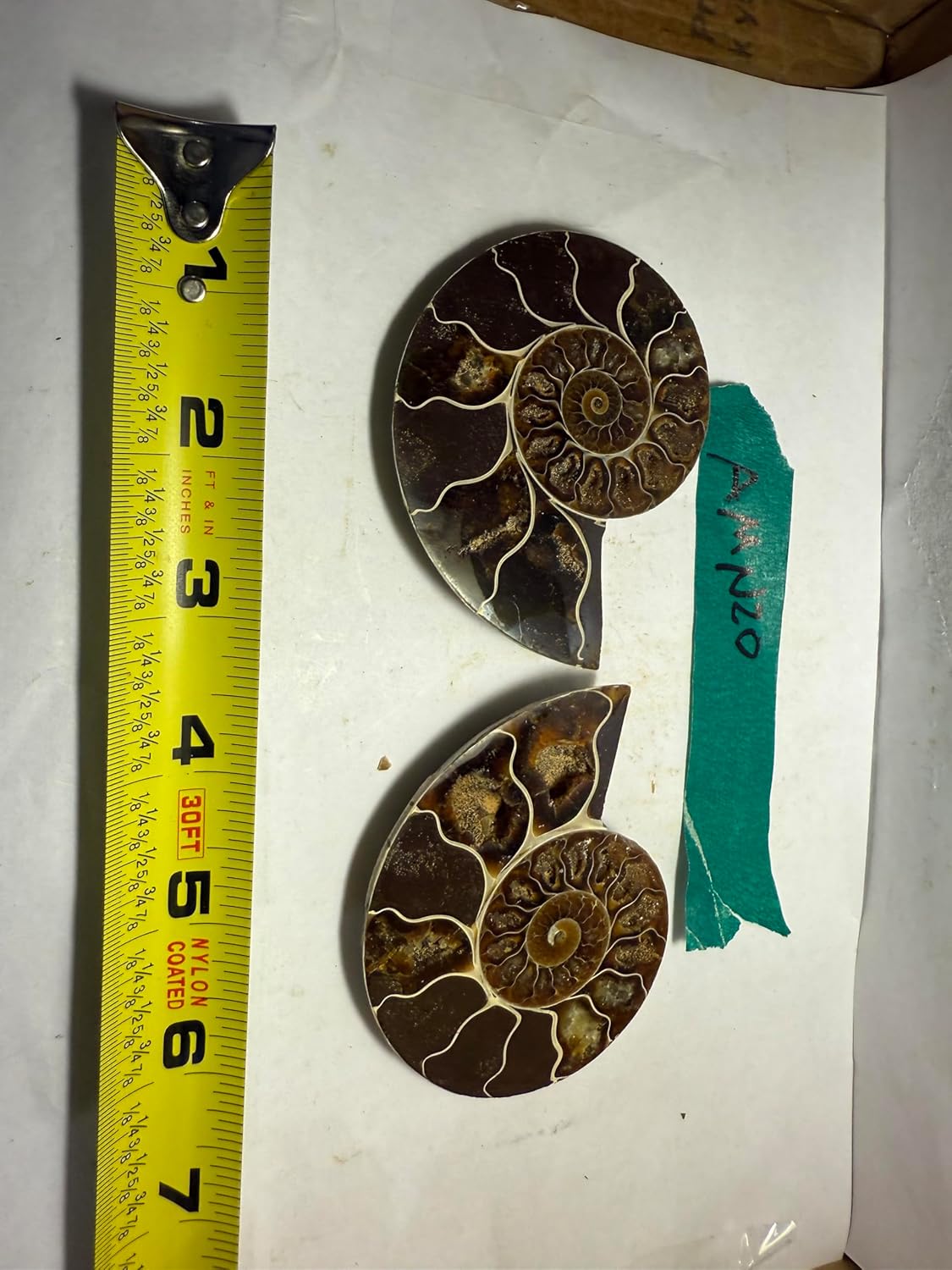 Ammonite Pair (AMN20) - Split & Polished - Madagascar - 3.25 Inches from DINOSAURS ROCK