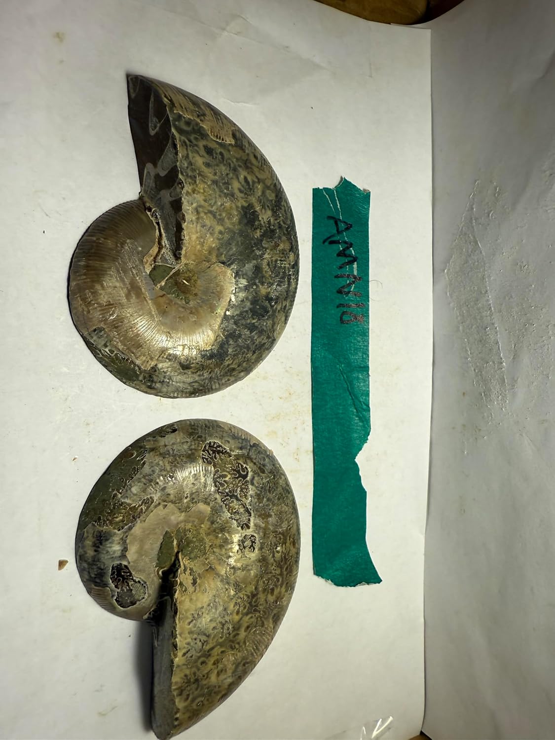 Ammonite Pair (AMN18) - Split & Polished - Madagascar - 3.5 Inches from DINOSAURS ROCK