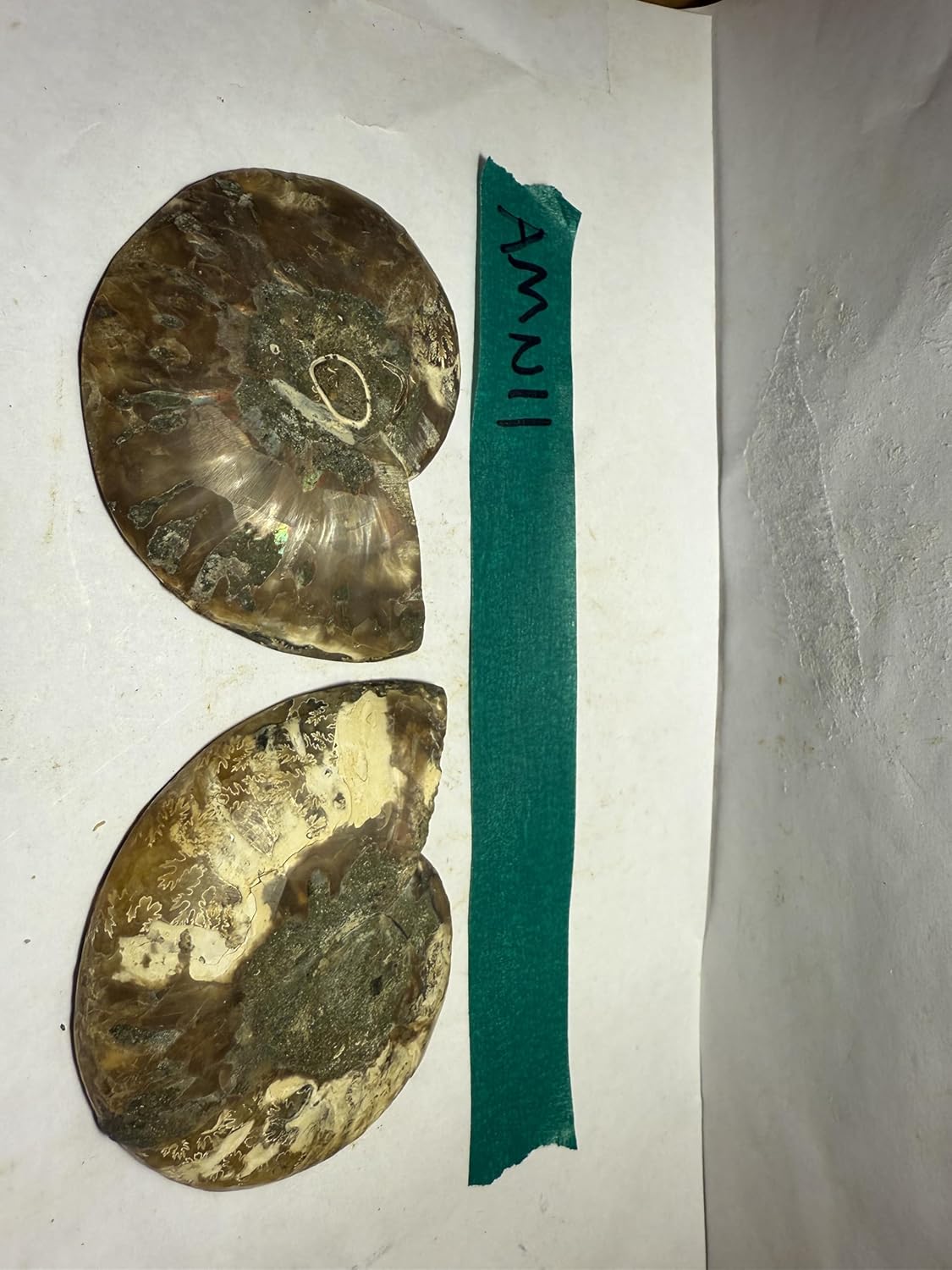 Ammonite Pair (AMN11) - Split & Polished - Madagascar - 4 Inches from DINOSAURS ROCK