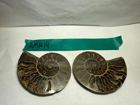 Ammonite Pair (AMN14) - Split & Polished - Madagascar - 3.25 Inches from DINOSAURS ROCK