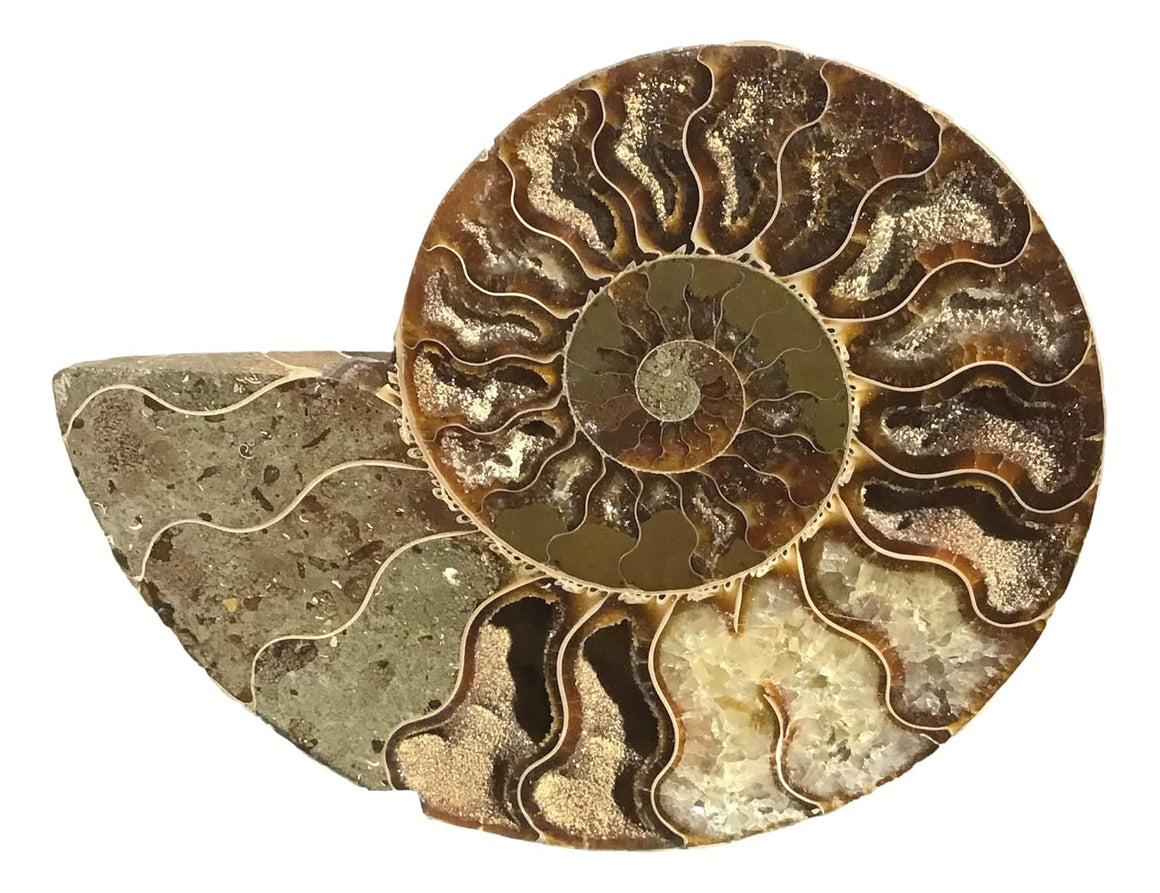 Ammonite Pair (AMN8) - Split & Polished - Madagascar - 3 Inches from DINOSAURS ROCK