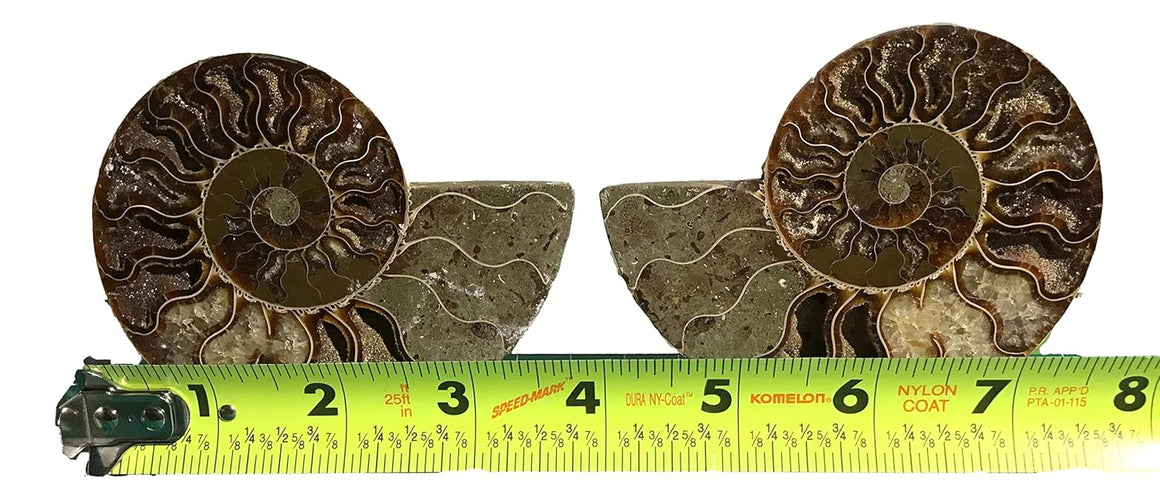 Ammonite Pair (AMN8) - Split & Polished - Madagascar - 3 Inches from DINOSAURS ROCK
