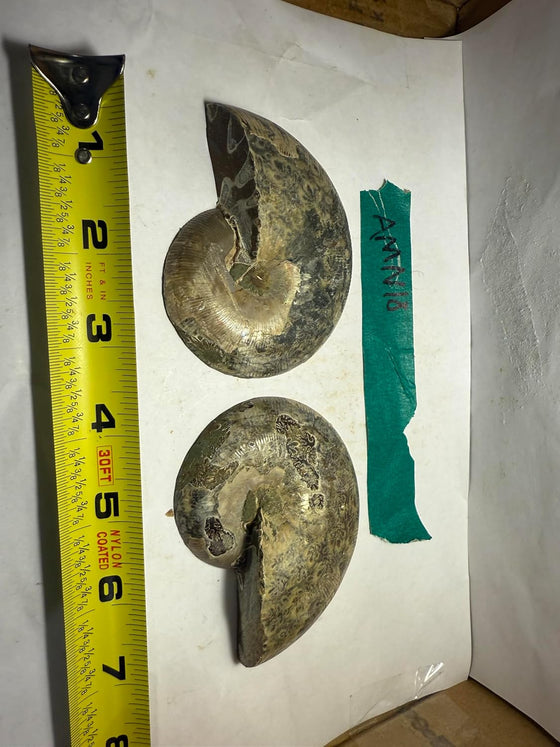 Ammonite Pair (AMN18) - Split & Polished - Madagascar - 3.5 Inches from DINOSAURS ROCK