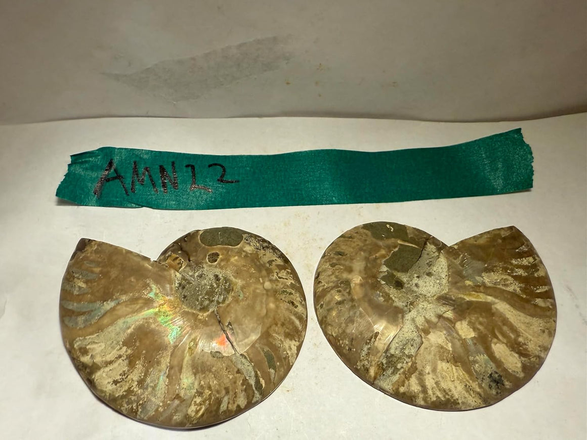 Ammonite Pair (AMN22) - Split & Polished - Madagascar - 3 Inches from DINOSAURS ROCK