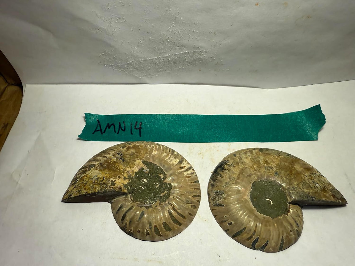 Ammonite Pair (AMN14) - Split & Polished - Madagascar - 3.25 Inches from DINOSAURS ROCK