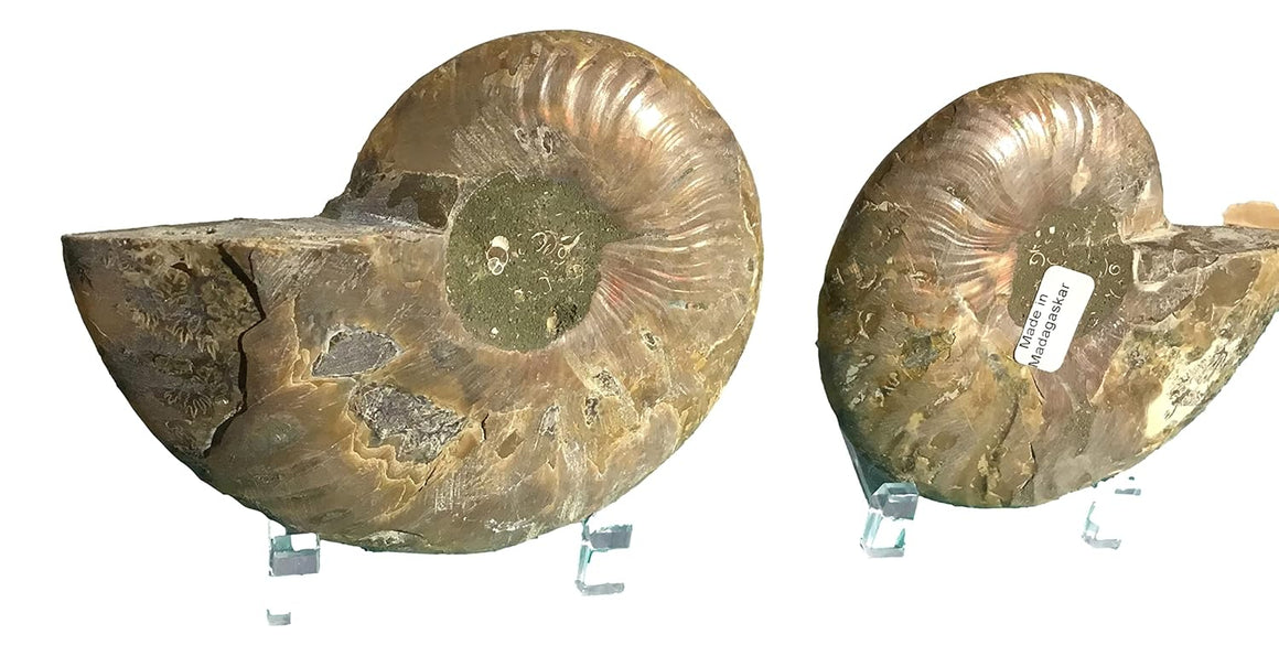 Ammonite Pair (AMN10) - Split & Polished - Madagascar - 4 Inches from DINOSAURS ROCK