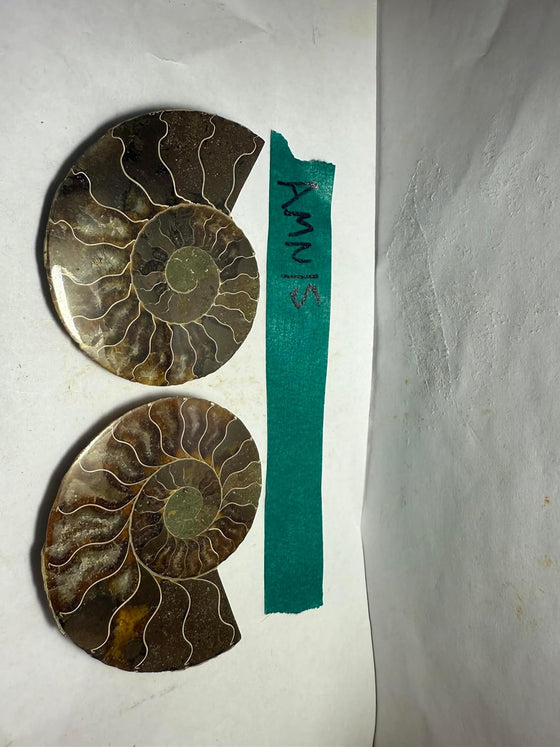 Ammonite Pair (AMN15) - Split & Polished - Madagascar - 3.25 Inches from DINOSAURS ROCK
