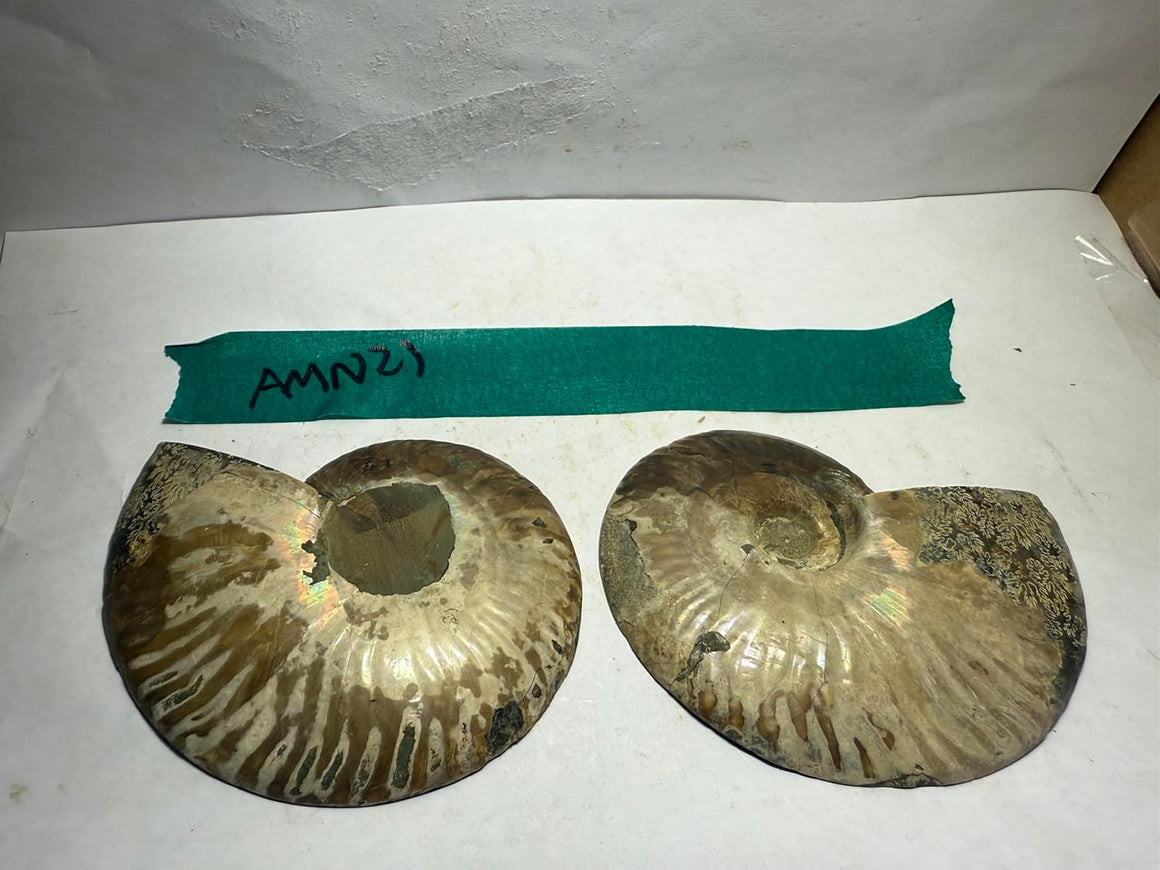 Ammonite Pair (AMN21) - Split & Polished - Madagascar - 3.25 Inches from DINOSAURS ROCK