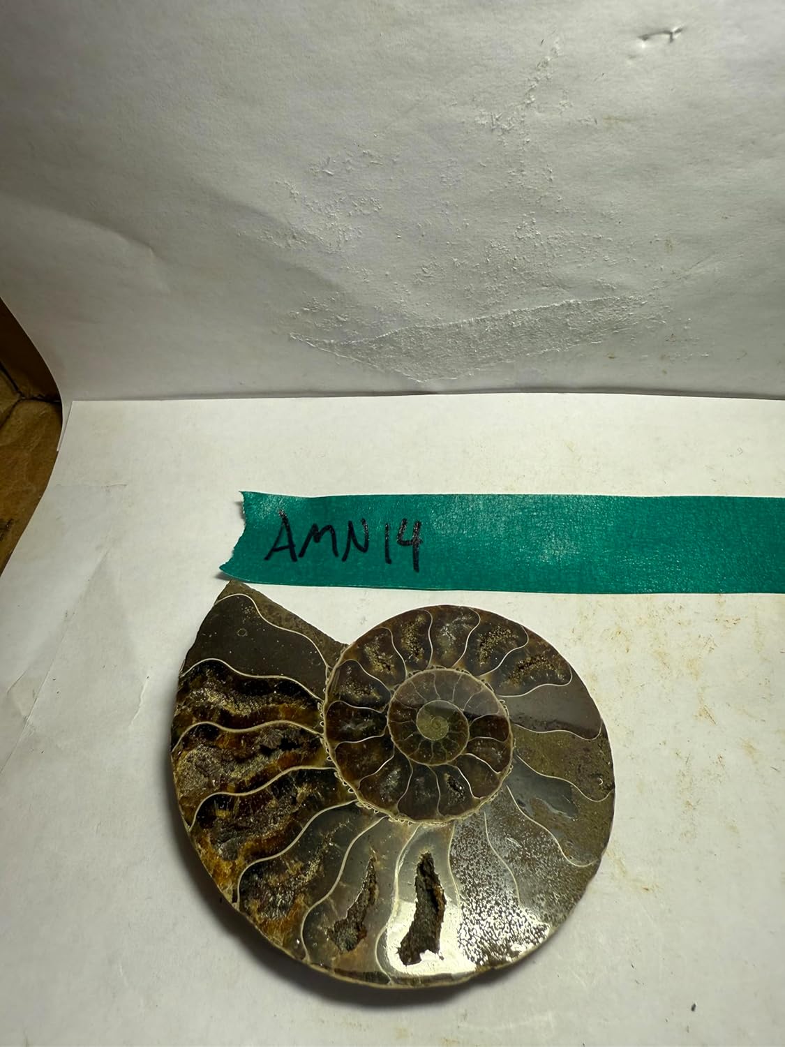 Ammonite Pair (AMN14) - Split & Polished - Madagascar - 3.25 Inches from DINOSAURS ROCK