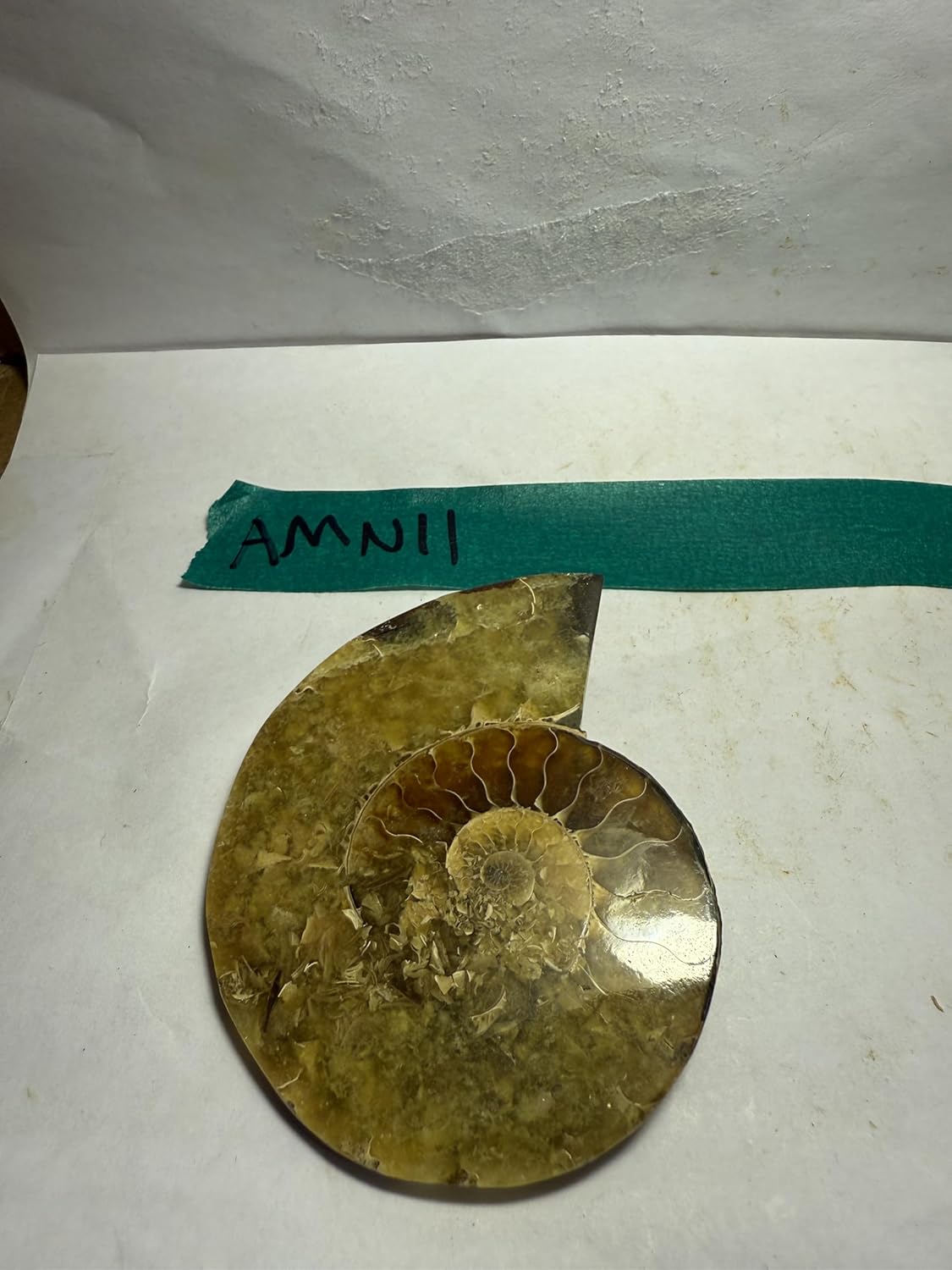 Ammonite Pair (AMN11) - Split & Polished - Madagascar - 4 Inches from DINOSAURS ROCK