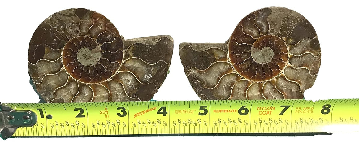 Ammonite Pair (AMN8) - Split & Polished - Madagascar - 3.5 Inches from DINOSAURS ROCK