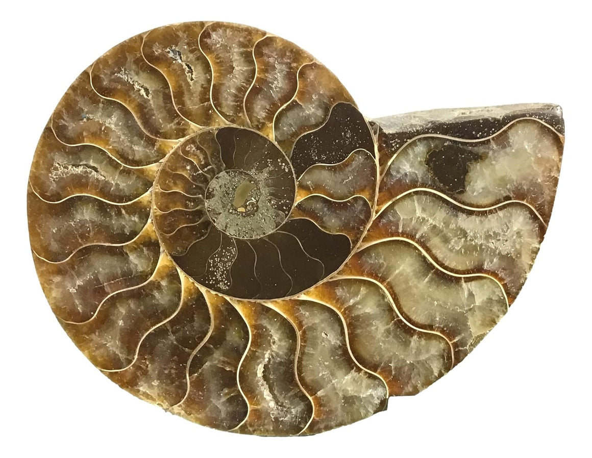 Ammonite Pair (AMN10) - Split & Polished - Madagascar - 4 Inches from DINOSAURS ROCK