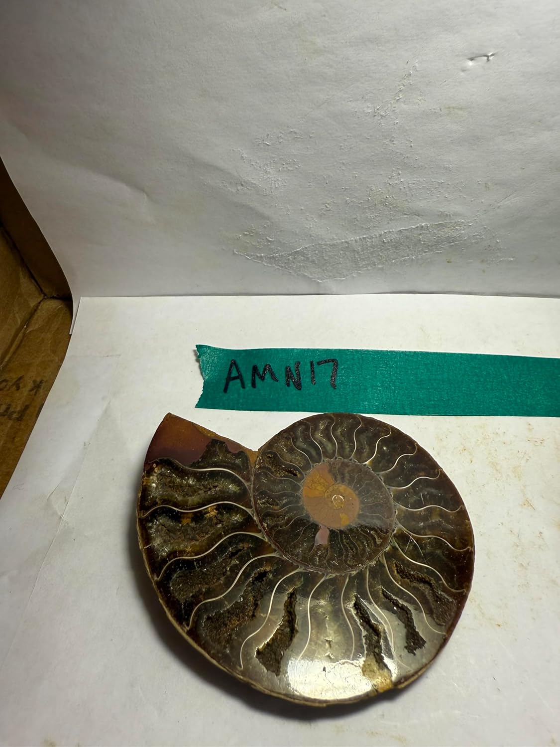 Ammonite Pair (AMN17) - Split & Polished - Madagascar - 3.5 Inches from DINOSAURS ROCK