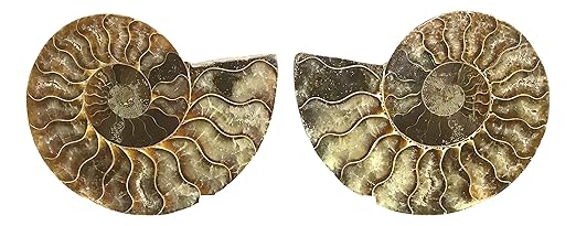 Ammonite Pair (AMN10) - Split & Polished - Madagascar - 4 Inches from DINOSAURS ROCK
