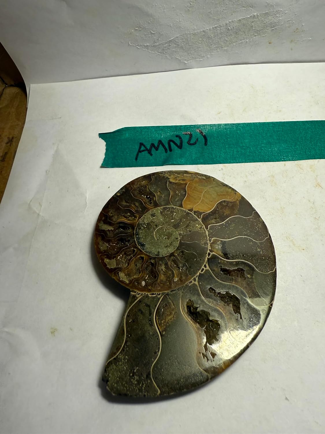 Ammonite Pair (AMN21) - Split & Polished - Madagascar - 3.25 Inches from DINOSAURS ROCK