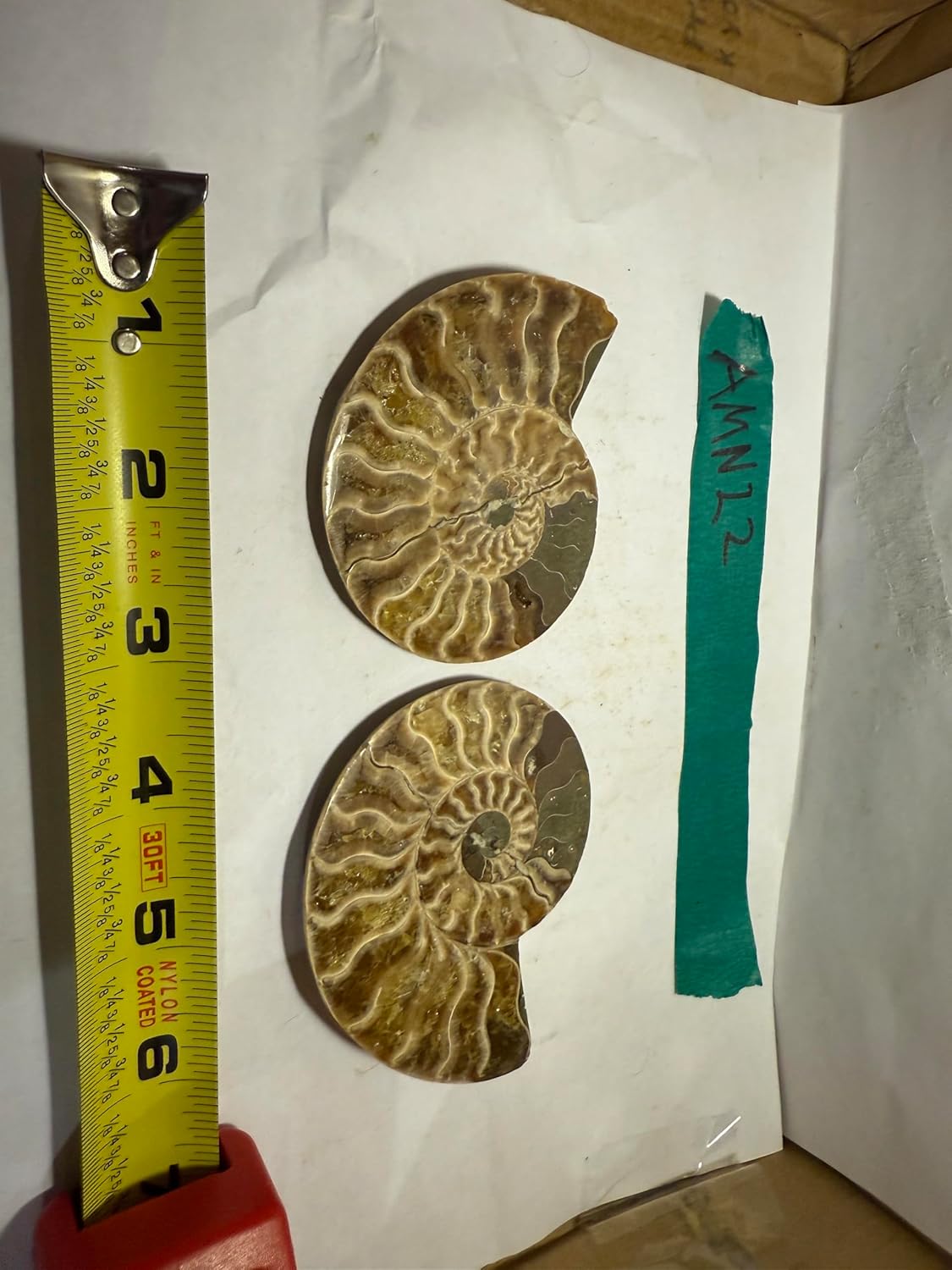 Ammonite Pair (AMN22) - Split & Polished - Madagascar - 3 Inches from DINOSAURS ROCK