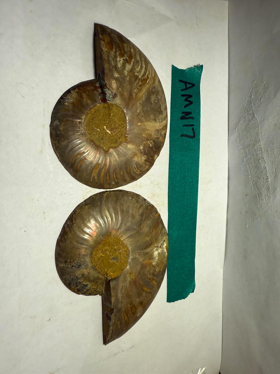 Ammonite Pair (AMN17) - Split & Polished - Madagascar - 3.5 Inches from DINOSAURS ROCK