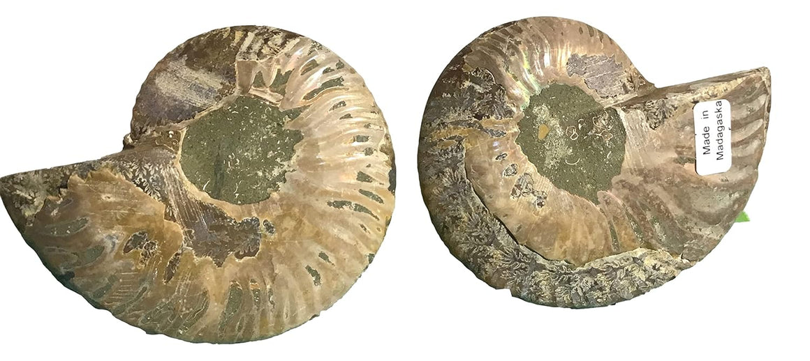 Ammonite Pair (AMN8) - Split & Polished - Madagascar - 3.5 Inches from DINOSAURS ROCK