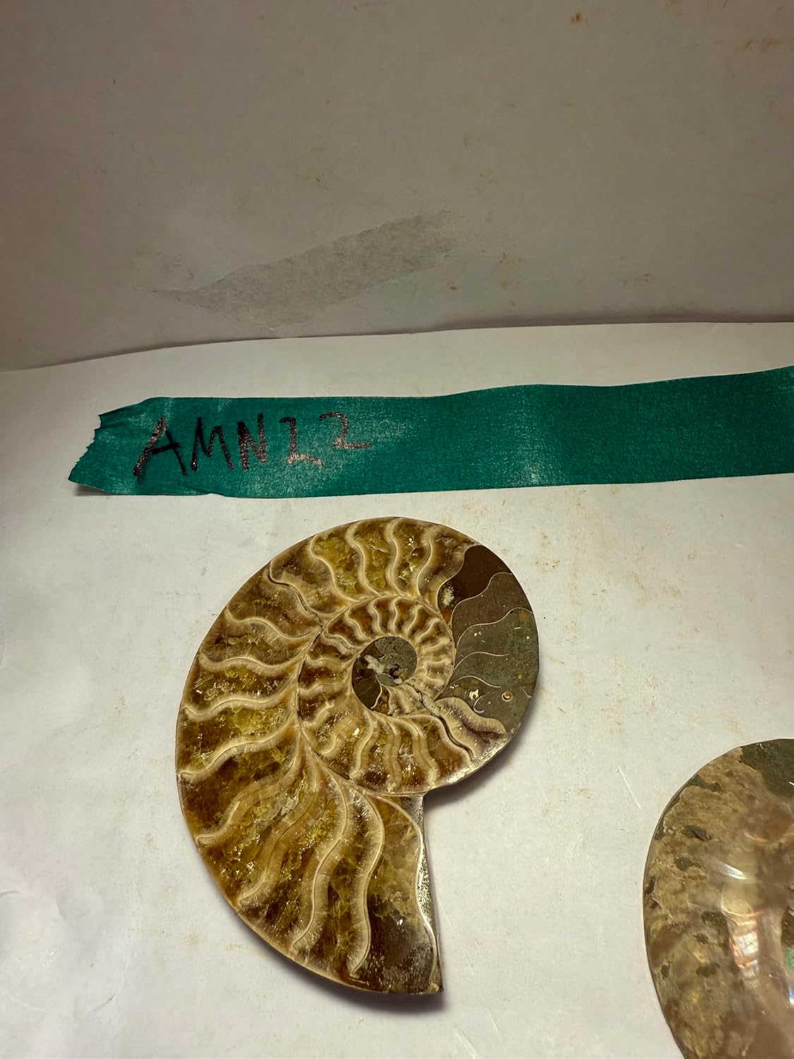 Ammonite Pair (AMN22) - Split & Polished - Madagascar - 3 Inches from DINOSAURS ROCK