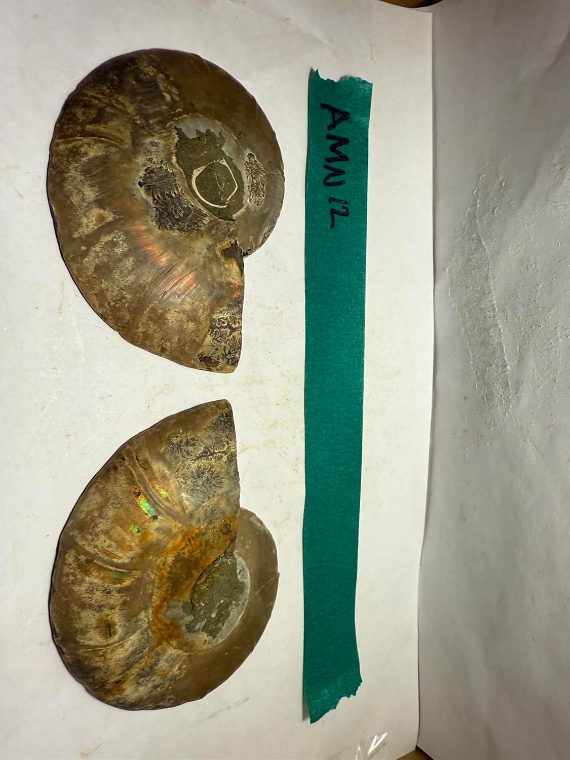 Ammonite Pair (AMN12) - Split & Polished - Madagascar - 4 Inches from DINOSAURS ROCK