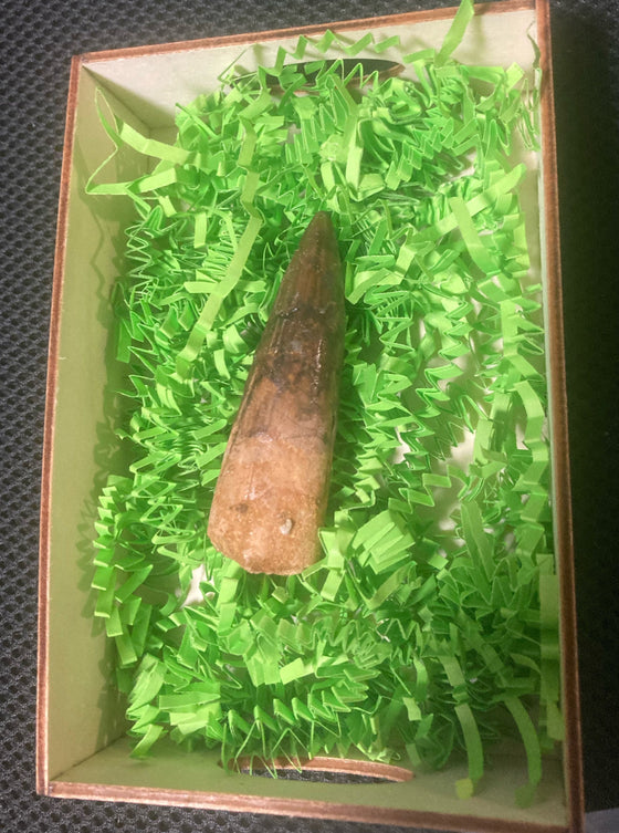 Gigantic Spinosaurus Dinosaur Teeth 3" inches - Gift Packaged