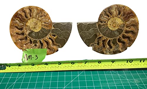 Ammonite Pair (AM3) - Split & Polished - Madagascar - 5 Inches