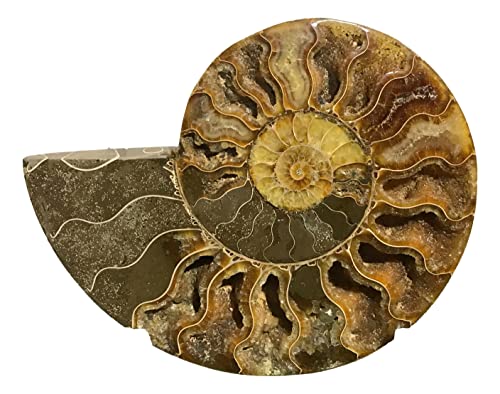 Ammonite Pair (AM3) - Split & Polished - Madagascar - 5 Inches