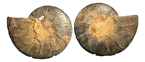 Ammonite Pair (AM4) - Split & Polished - Madagascar - 9-1/4 Inches
