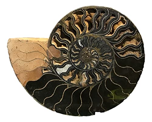 Ammonite Pair (AM4) - Split & Polished - Madagascar - 9-1/4 Inches