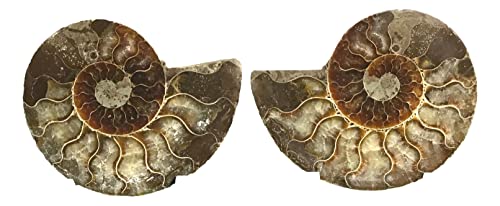 Ammonite Pair (AM9) - Split & Polished - Madagascar - 3-1/2 Inches