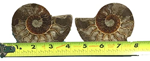Ammonite Pair (AM9) - Split & Polished - Madagascar - 3-1/2 Inches