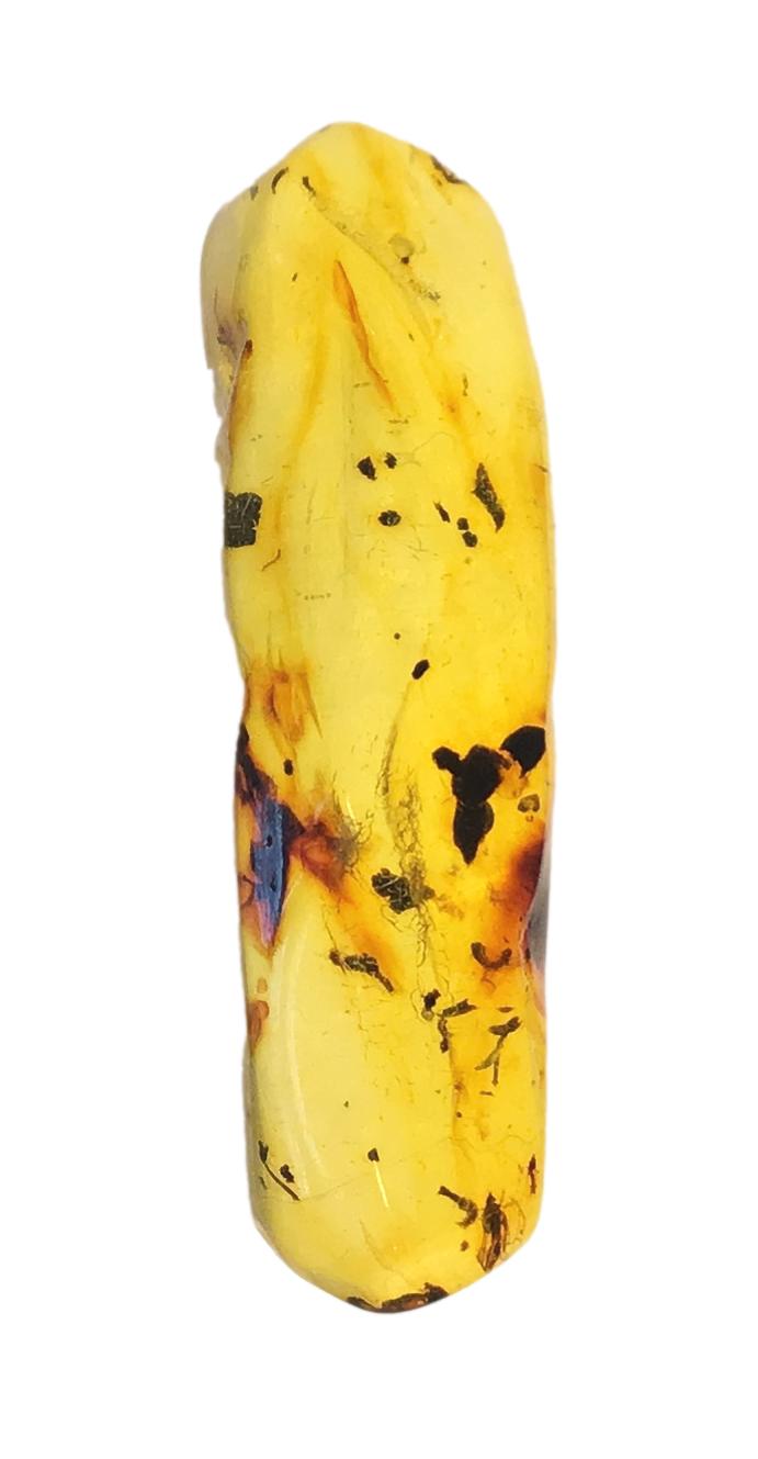 Genuine Amber Specimen with Insect Inclusions - Originally $150, Now $99 (A10)