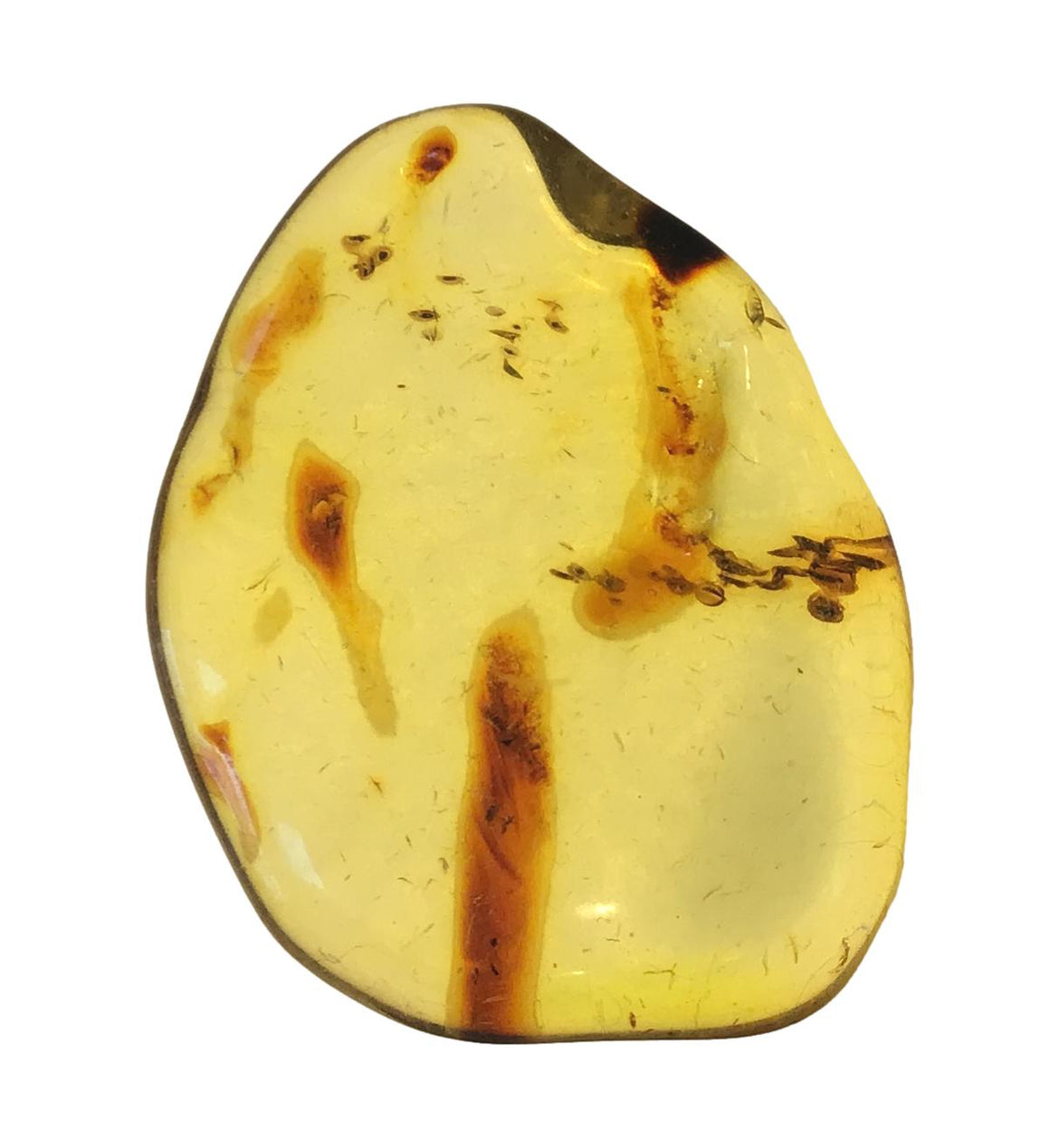 Genuine Amber Specimen with Insect Inclusions - Originally $150, Now $99 (A11)