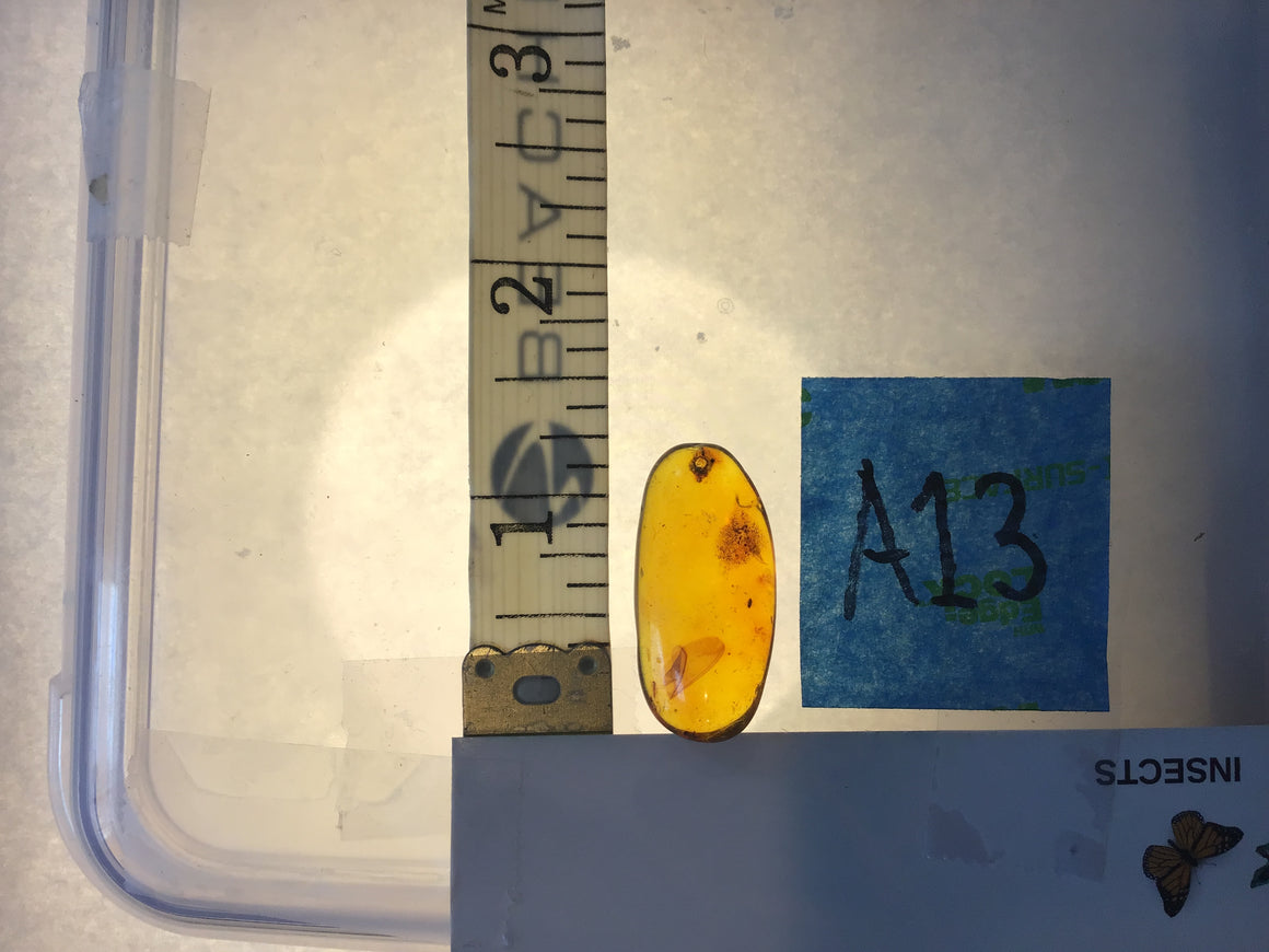 Genuine Amber Specimen with Insect Inclusions - Originally $150, Now $99 (A13)
