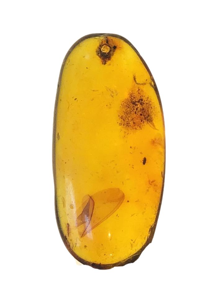 Genuine Amber Specimen with Insect Inclusions - Originally $150, Now $99 (A13)