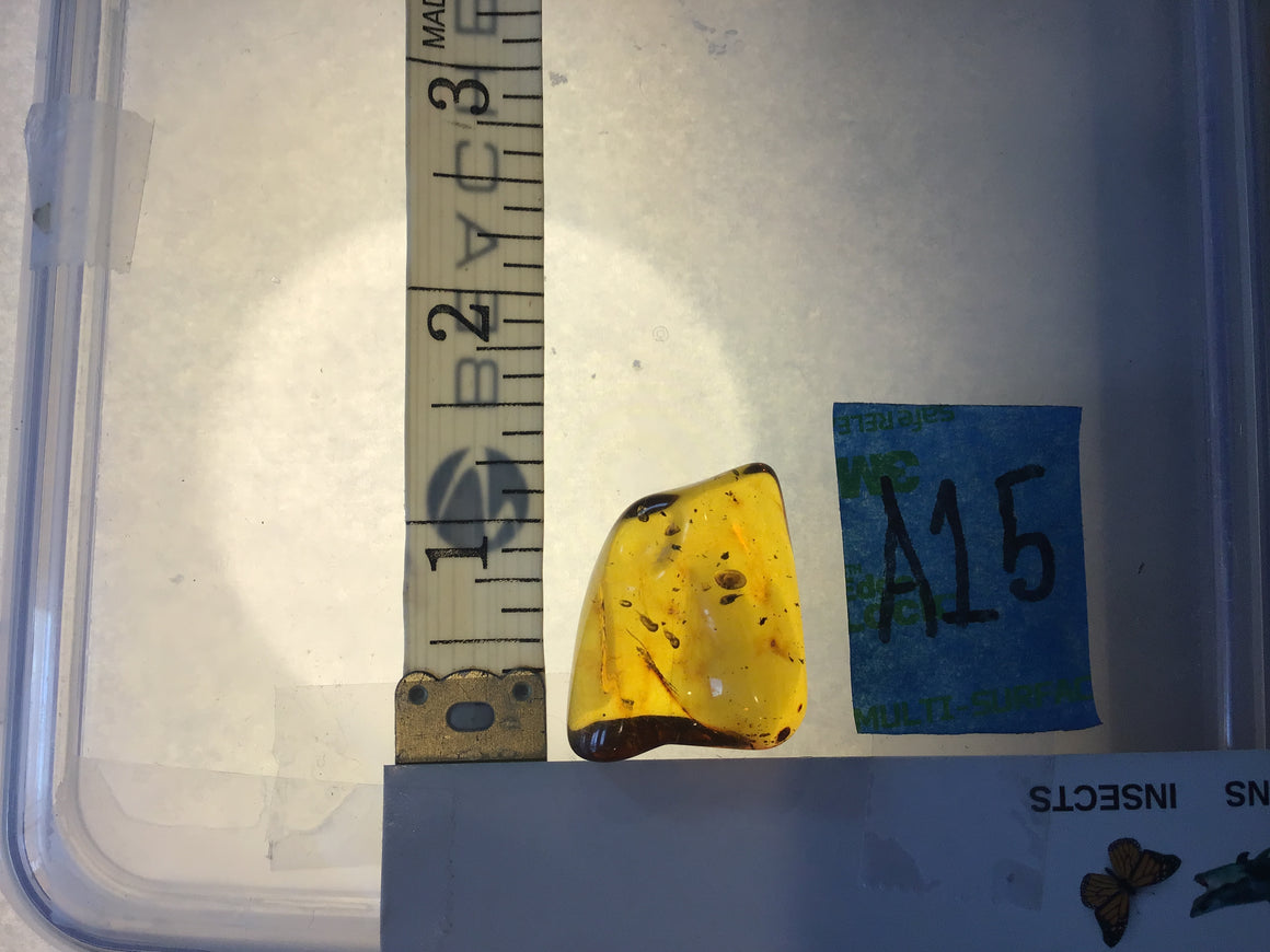 Genuine Amber Specimen with Insect Inclusions - Originally $150, Now $99 (A15)