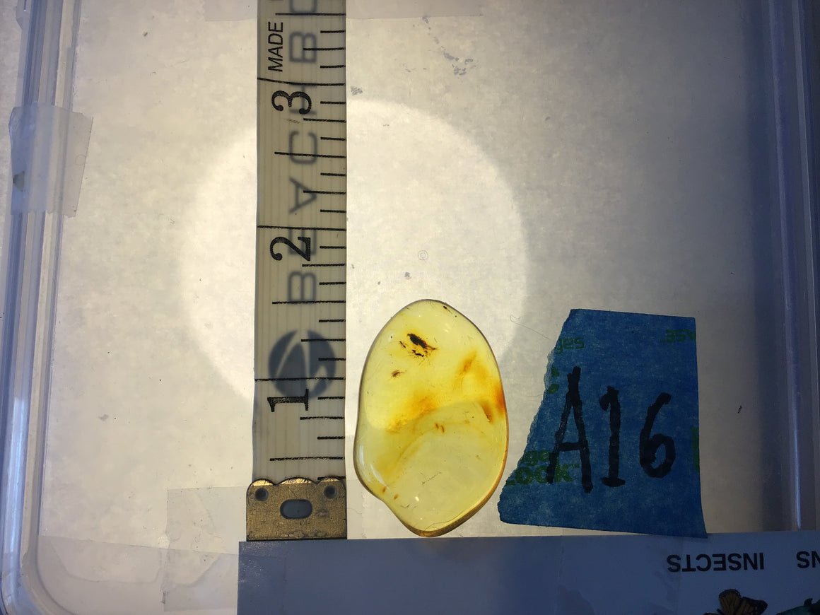 Genuine Amber Specimen with Insect Inclusions - Originally $150, Now $99 (A16)